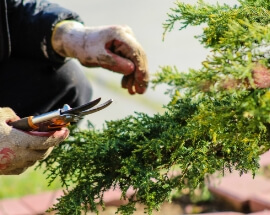 Person gardening